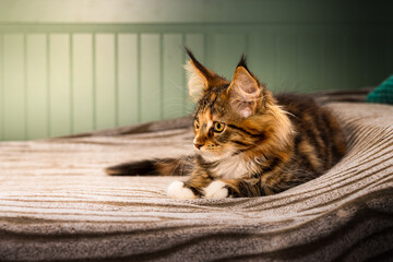 Maine Coon Katzen Baby. © michaelstephan