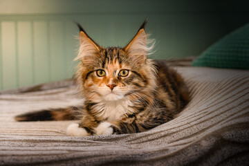 Maine Coon Katzen Baby. © michaelstephan