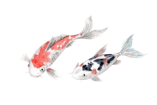 Hand painted watercolor koi fish isolated on white background. Elegant oriental carps with soft red and black markings, minimal Asian aesthetic illustration perfect for zen branding, spa design