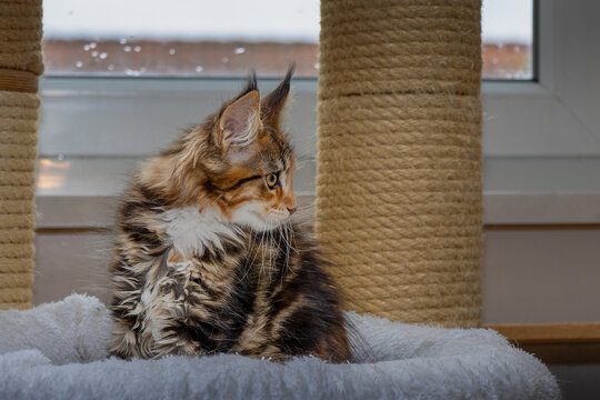 Maine Coon Katzen Baby.