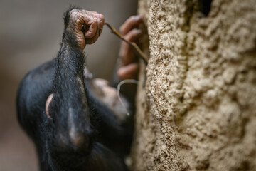 An infant Western chimpanzee using a twig for probing.