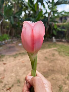 close-up of a woman&rsquo;s hand gently holding a fresh torch ginger flower also known as bunga kantan in Malay