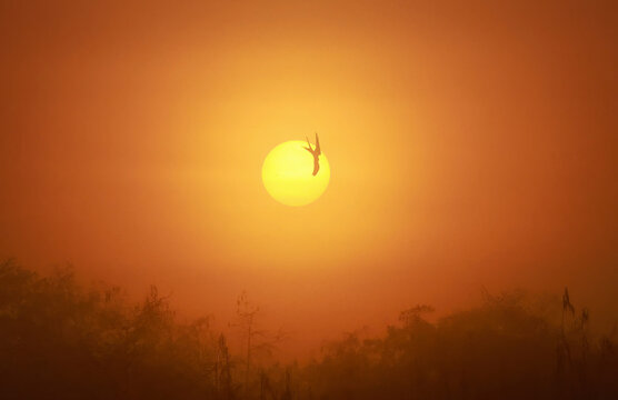 Magic Hour Swallow-tailed Kite in Flight Across Rising Setting Sun 