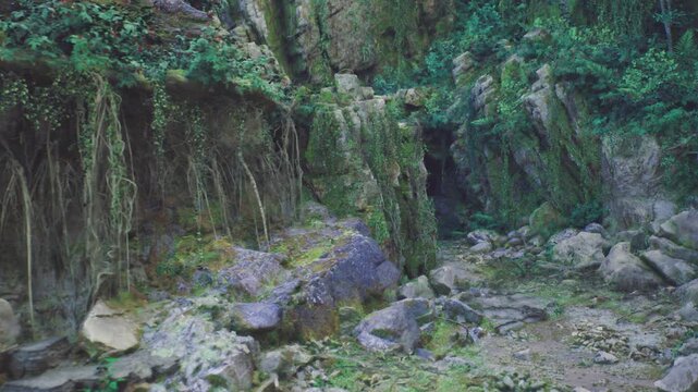 Overgrown cave approach with tangled roots leading to dark opening, rocky pathway lined with moss and ferns, dense canopy casting cool shade, remote atmosphere