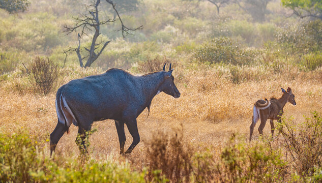 Nilgai or blue bull is the largest Asian antelope and is endemic to the Indian subcontinent.