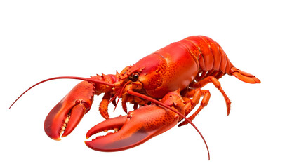 Cooked Red Lobster Isolated On White Background