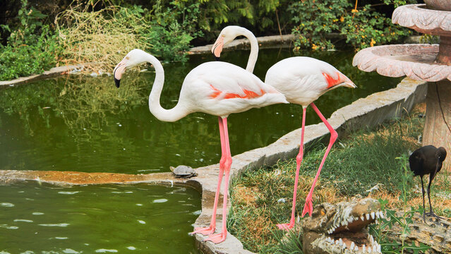 Two flamingos are standing near green water in a zoo, with a turtle on a rock and a crocodile statue nearby