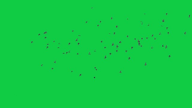 Flock of flying birds sea birds eagle Gulls Pelicans Cormorants Albatrosses Petrels The concept of animal;  wildlife;  Green Screen Realistic naturalistic 4K UHD chroma key background