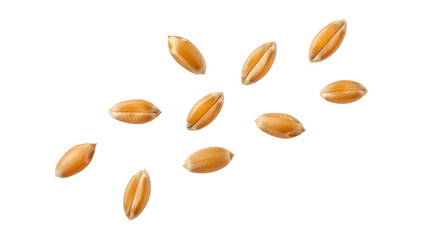 Golden Wheat Grains Falling Isolated On White Background