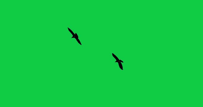 Flock of flying birds sea birds eagle Gulls Pelicans Cormorants Albatrosses Petrels The concept of animal;  wildlife;  Green Screen Realistic naturalistic 4K UHD chroma key background