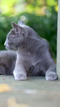Young playful Russian Blue cat relaxing in the backyard. Slow motion vertical footage of gorgeous blue-gray cat with green eyes having fun outdoors in a garden or a back yard. Family pet at home.