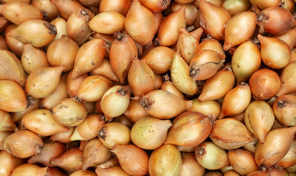 fresh natural farm-grown onions