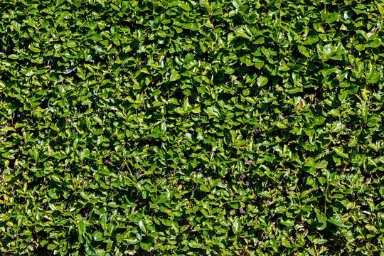 Selective focus of green leaves hedge wall, Prunus caroliniana in the garden, Carolina laurelcherry, Carolina cherry laurel is a small evergreen flowering tree, Natural greenery pattern background.