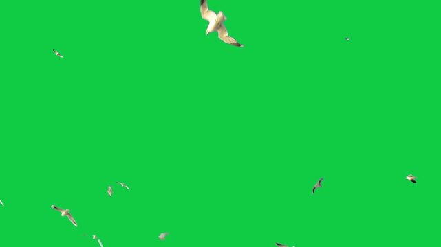 Flock of flying birds sea birds eagle Gulls Pelicans Cormorants Albatrosses Petrels The concept of animal;  wildlife;  Green Screen Realistic naturalistic 4K UHD chroma key background