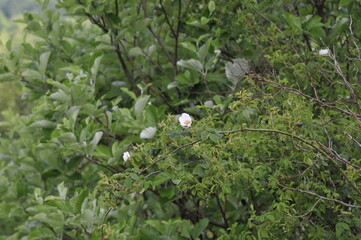 White wild rose blossom in natural environment, Liguria Italy