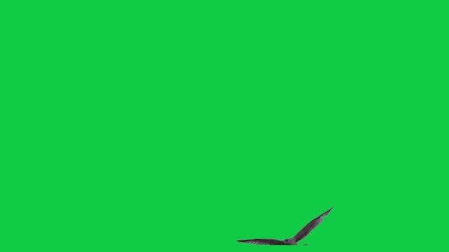 Flock of flying birds sea birds eagle Gulls Pelicans Cormorants Albatrosses Petrels The concept of animal;  wildlife;  Green Screen Realistic naturalistic 4K UHD chroma key background