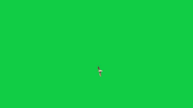 Flock of flying birds sea birds eagle Gulls Pelicans Cormorants Albatrosses Petrels The concept of animal;  wildlife;  Green Screen Realistic naturalistic 4K UHD chroma key background