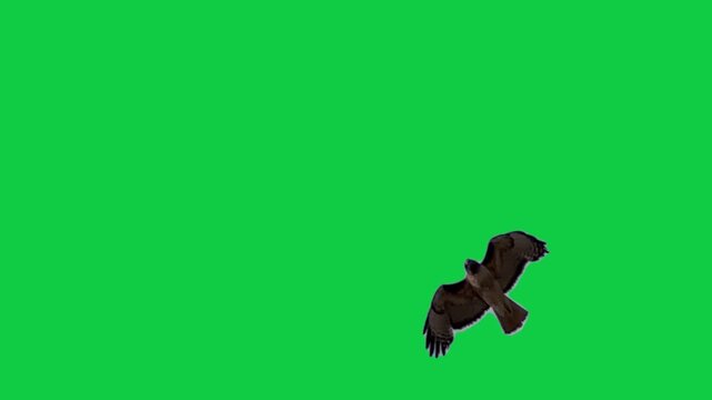 Flock of flying birds sea birds eagle Gulls Pelicans Cormorants Albatrosses Petrels The concept of animal;  wildlife;  Green Screen Realistic naturalistic 4K UHD chroma key background