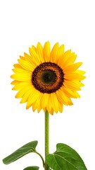 Obraz premium Single sunflower against white