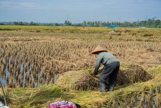 Indonesian farmer in conical hat harvesting golden rice stalks in a vast rural paddy field under a blue sky. Authentic traditional agriculture, organic farming, and Southeast Asian rural life