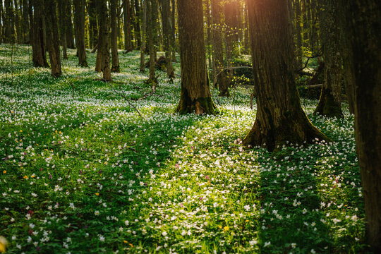 Breathtaking springtime blooms wood anemone in a forest clearing in sunny weather.