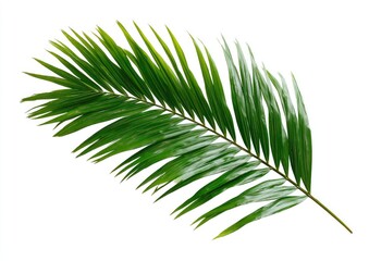 Obraz premium Single vibrant green palm frond unfurls its pointed leaflets against a stark white background