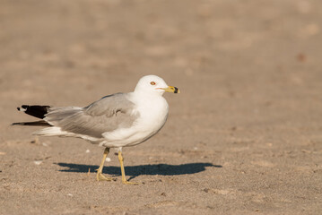 Obraz premium Ring-billed Gull (Larus delawarensis) standing on sandy beach on a sunny day