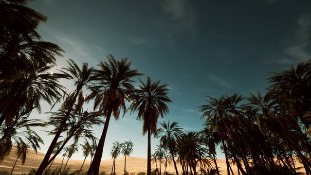 sunset palms silhouetted against desert sky, cinematic lowangle shots of tall trunks and feathery fronds, warm golden light casting long shadows across sand