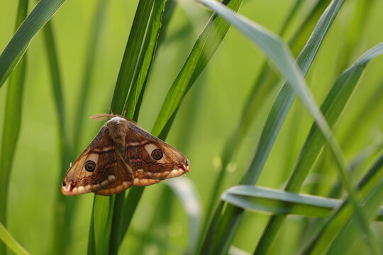 una falena saturnia pyri su dell'erba in primavera