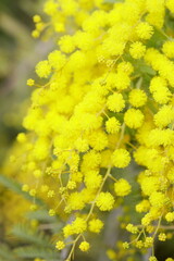 黄色く綺麗な花、ミモザ
