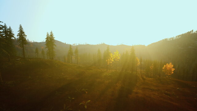 soft sunrise across pine valley with glowing yellow trees dramatic sunbeams cut through mist, warm amber palette, long tree silhouettes and textured hillside,