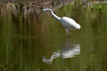 Grande Aigrette