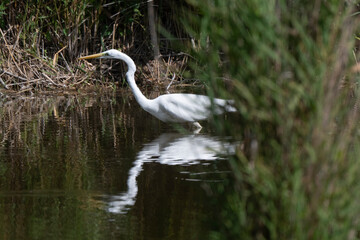 Grande Aigrette