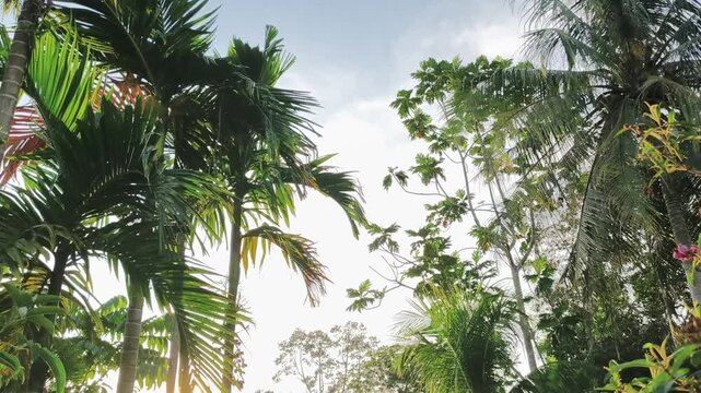 Tropical trees and plants thrive in a lush forest environment under a cloudy sky outdoors.