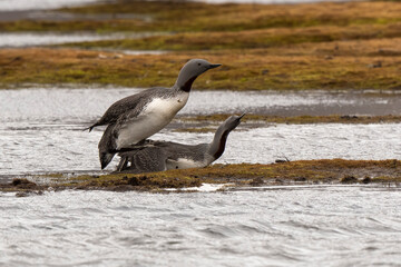 Fototapeta premium Plongeon catmarin, accouplement, Gavia stellata, Red throated Loon, Spitzberg, Svalbard, Norvège
