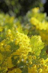 黄色く綺麗な花、ミモザ