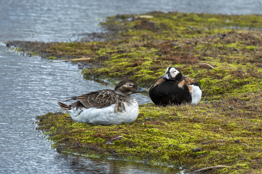 Harelde bor&eacute;ale, male femelle, Clangula hyemalis, Long tailed Duck, Spitzberg, Svalbard, Norv&egrave;ge