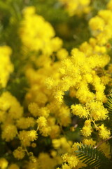 黄色く綺麗な花、ミモザ