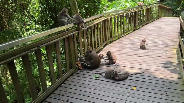 Monkey in Ubud Monkey Forest Bali Indonesia