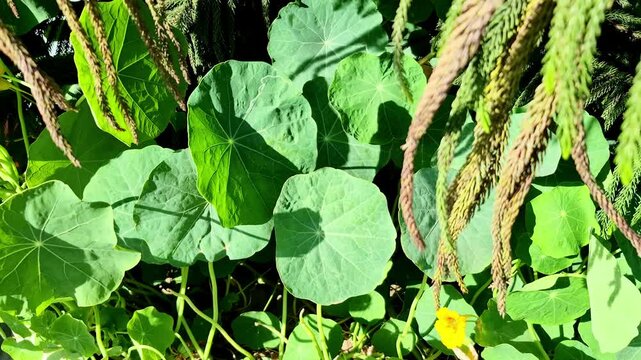 Green nasturtium plants with round leaves and a yellow flower, gently swaying in the wind.