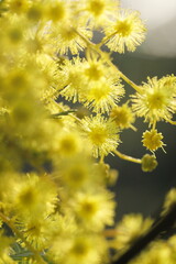黄色く綺麗な花、ミモザ