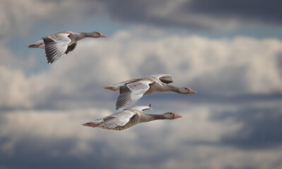 Three geese in flight in the sky with some clouds. © Leo