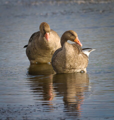 Two geese in the water. © Leo