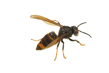 asian hornet on a white background