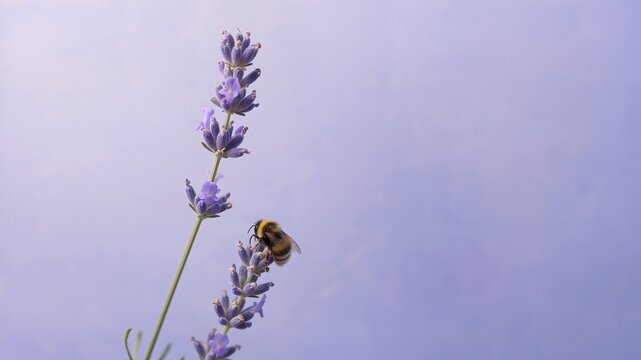 Bumblebee on purple lavender flower with a soft purple background