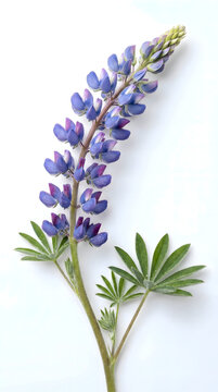Lupine Flower on White Background