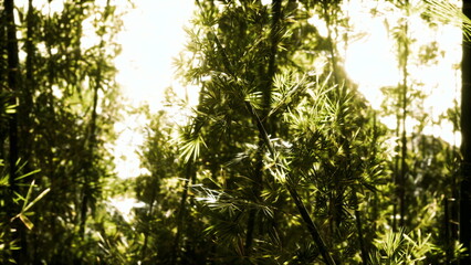 Fototapeta premium Sunlight filters through the dense canopy of bamboo, casting shadows on the soft earth. Soft whispers of nature create a peaceful atmosphere, inviting exploration and calm.