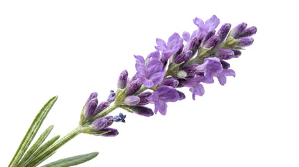 Obraz premium Lavender Flower Close-up on White Background