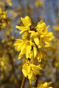 Forsythien im Fr&uuml;hling