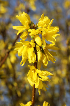 Goldflieder im Fr&uuml;hling
